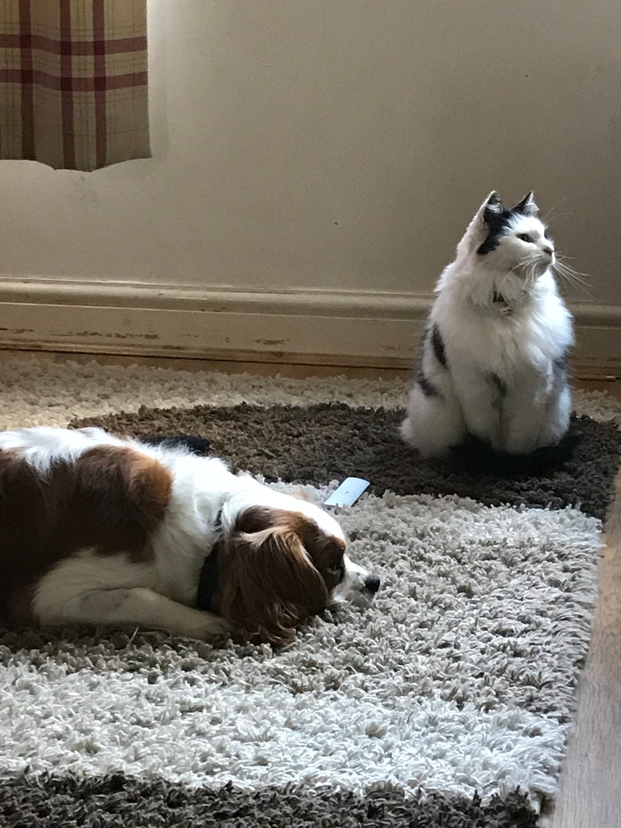 CE2AAA81-2385-4C77-B78A-C0D015611B6B