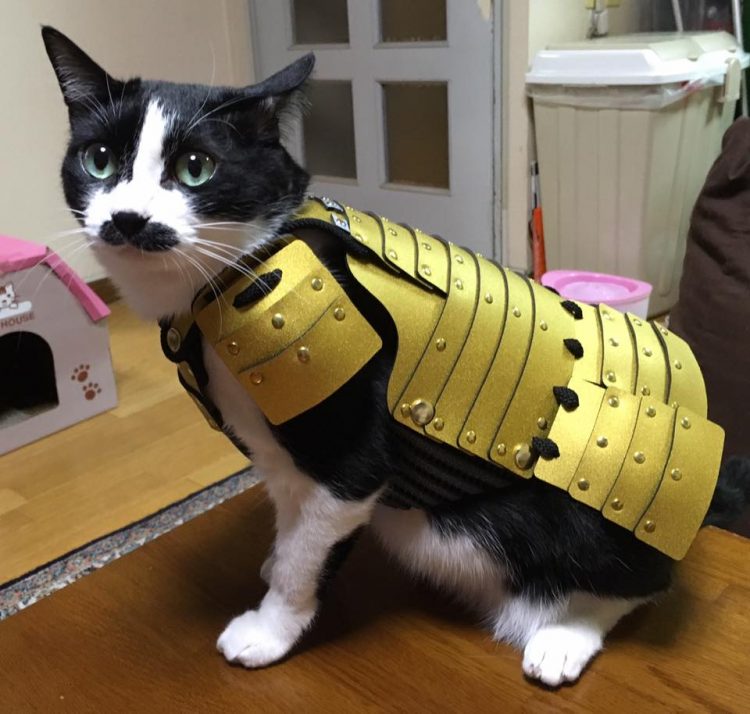 Samurai-armor-for-pets5-750x714.jpg