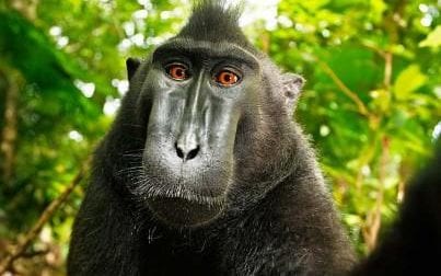 monkey-selfie-large_trans_NvBQzQNjv4BqKkzUGe8q7_A35DWV6BPUcZ9E1YSbayyYXdFdoqgOs48