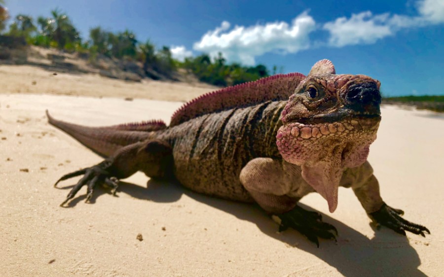 iguana-59de23ca46293.jpg